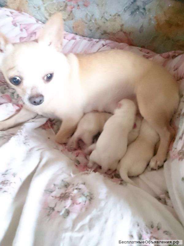 Породистых щенков чиа хуа