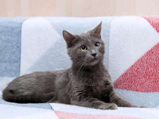 Нежная Бася, кошка голубого окраса, 3 года