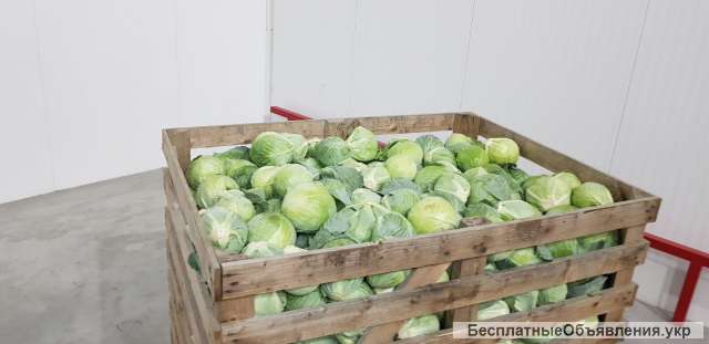 Капуста «Еластор». Гурт Городок