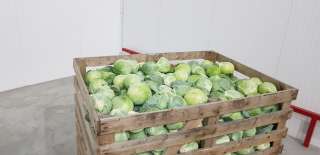 Капуста «Еластор». Гурт Городок