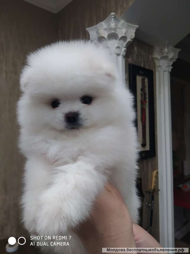 Двух щенков