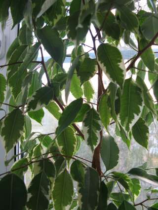 Фикус Бенджамина пестролистный 93 см высота с горшком