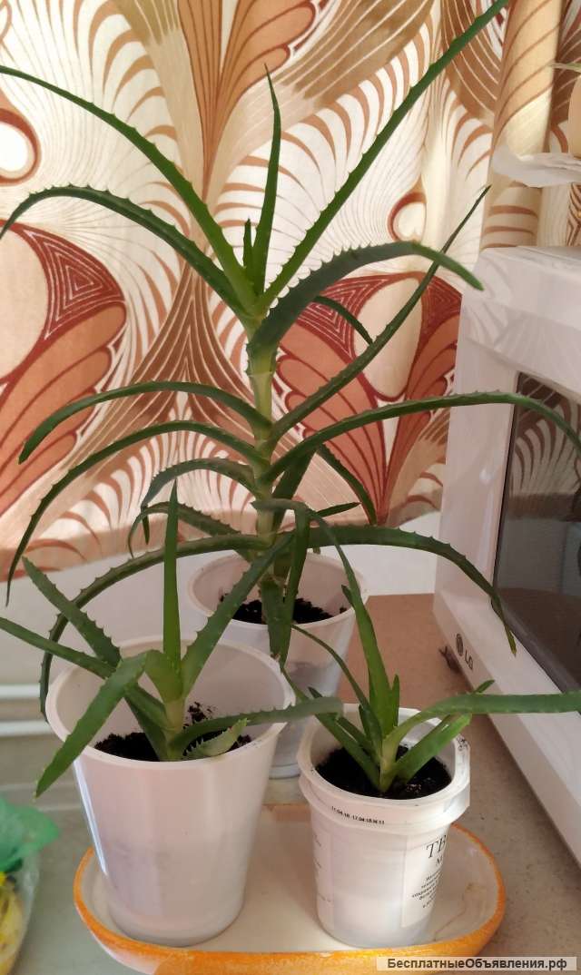 Алоэ столетник от 1 года до 5 лет есть разные