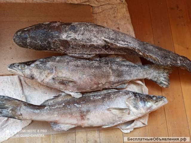 Свежая рыба (Карелия)