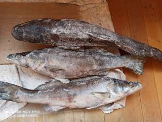 Свежая рыба (Карелия)