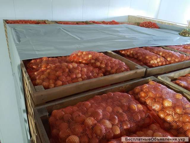 Репчатый лук «Легаси» оптом. Овощи оптом