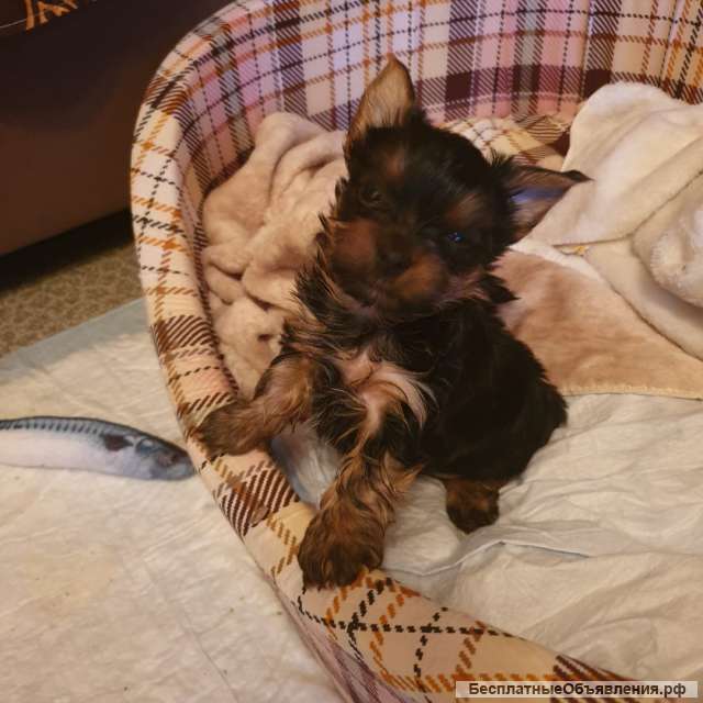 Щенка мини йорка мальчик