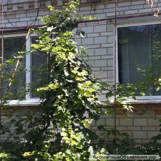 Дома в с. Мила 8км от Киева