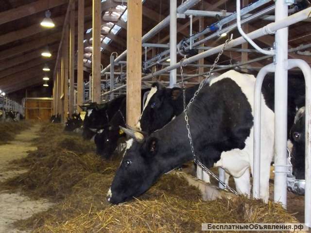 Крупное фермерское животноводческое зерноводческое хозяйства Волгоградская область