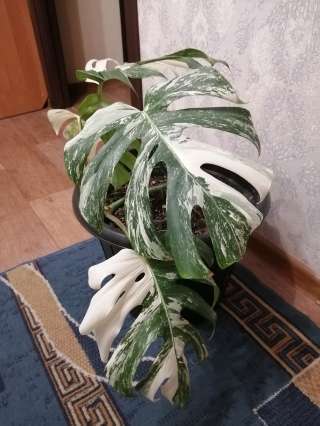 Монстера Альба