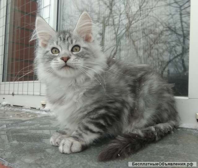 Котята мейн куны серебро
