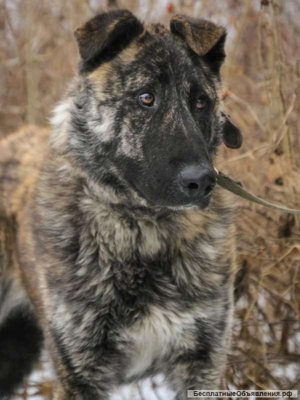 Дива красивая молодая собака метис овчарки