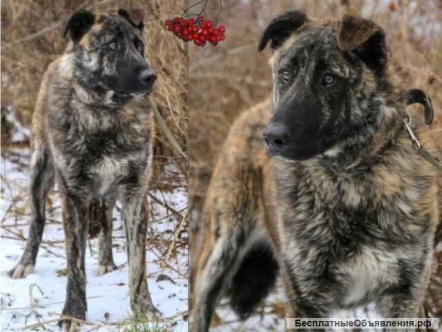 Дива красивая молодая собака метис овчарки