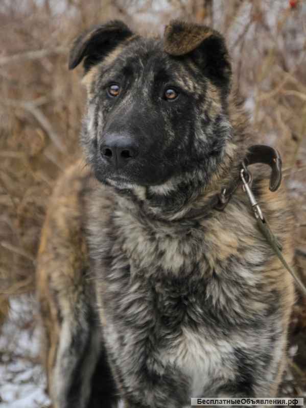 Дива красивая молодая собака метис овчарки