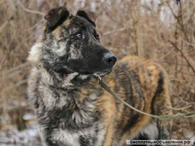 Дива красивая молодая собака метис овчарки