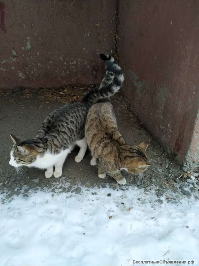 Коты Максик и Русик