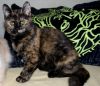 Котятки - в Заботливые руки )БЕСПЛАТНО