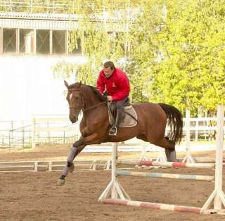 Конный спорт/Занятия конным спортом, конкуром с тренером