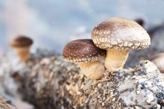 Для выращивания грибов шиитаке