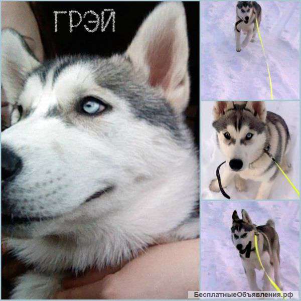 Хаски за символическую цену