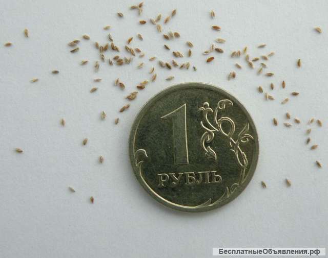 Очанка лекарственная. Семена с доставкой по России.