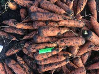 Морковь от производителя оптом в Луцке. Овощи продажа.