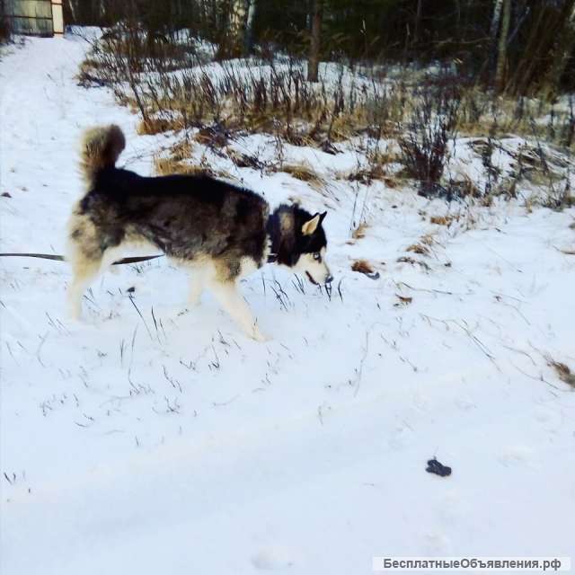 Помощь собакам породы хаски