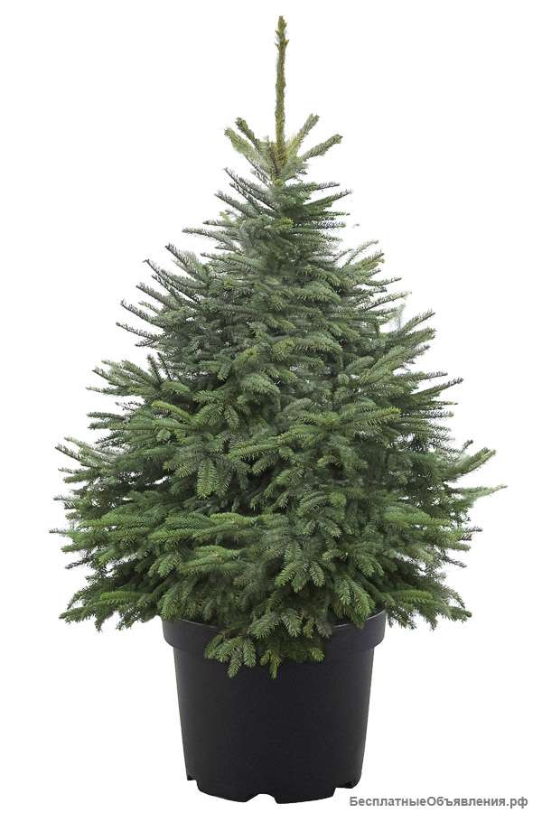 Ель Американская голубая в емкости