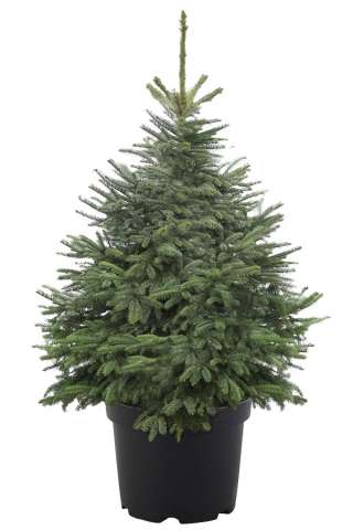 Ель Американская голубая в емкости