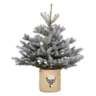 Ель Блю Даймонд в емкости