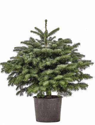 Ель Датская в емкости