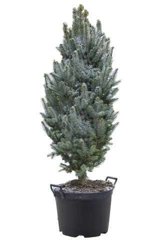 Ель Колючая Изели в емкости