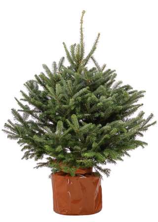 Пихта Фразера в емкости