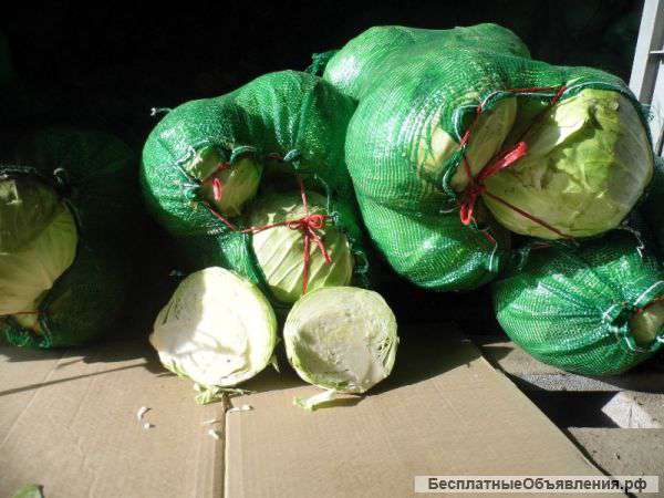 Свежая капуста 2014 год