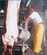 Пила ленточная для распиловки на полутуши Buster VI