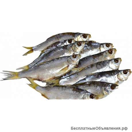 Вяленая рыба оптом и в розницу в Краснодаре