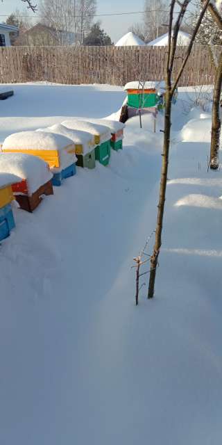 Прополис натуральный, пчелиный