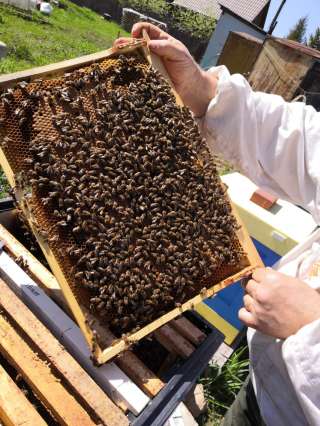 Матки Чистопородные Бакфаст 22г