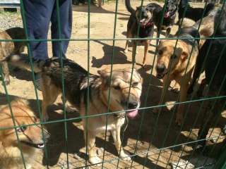 Говядина баранина обрезь ищу