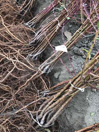 Саженцы плодовых деревьев и кустарников, роза, виноград