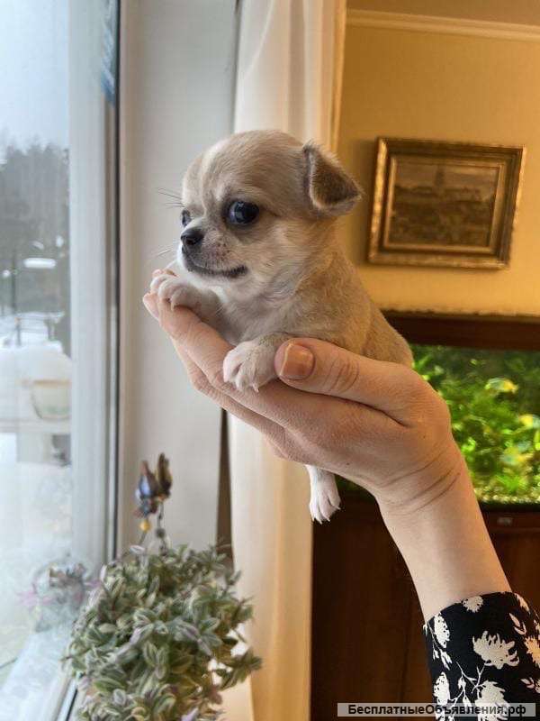 Щенки чихуахуа