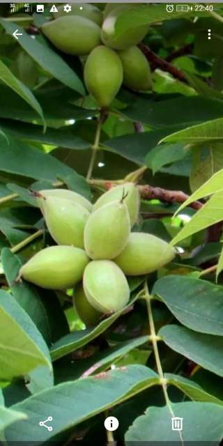 Саженцы ореха маньчжурского