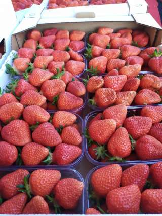 Клубника Крым Крупный опт