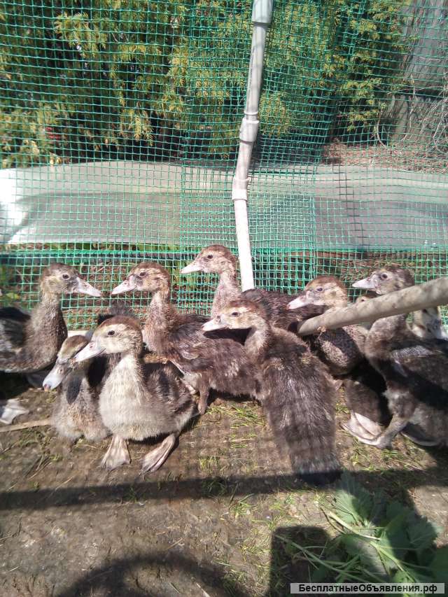 Индоутята 2 недели