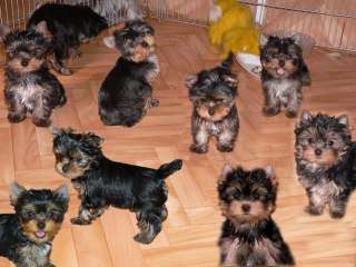 Йоркширский терьер щенки