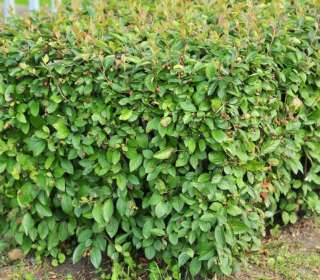 Кизильник блестящий