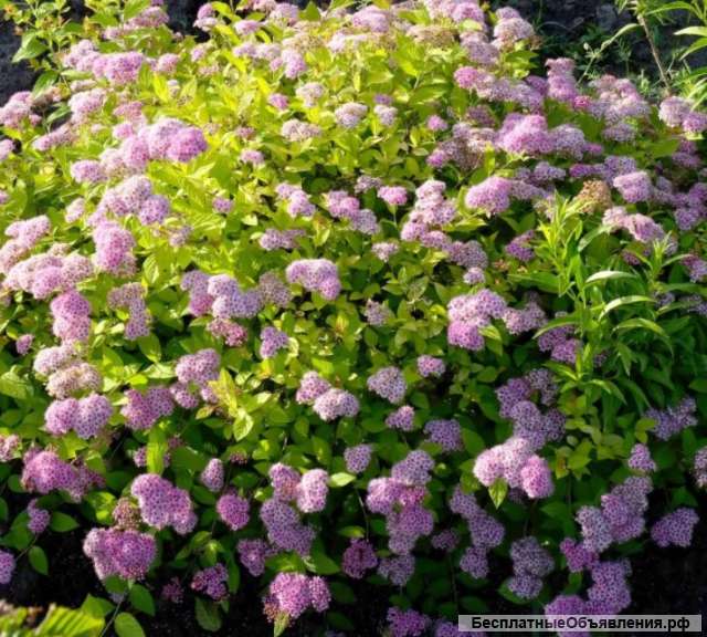 Спирея японская "Литл принцесс"