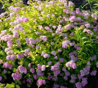 Спирея японская "Литл принцесс"