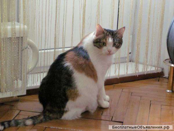 Передержка кошек