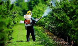 Опрыскивание от вредителей и болезней